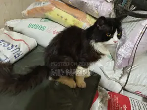Black White Mixed Persian