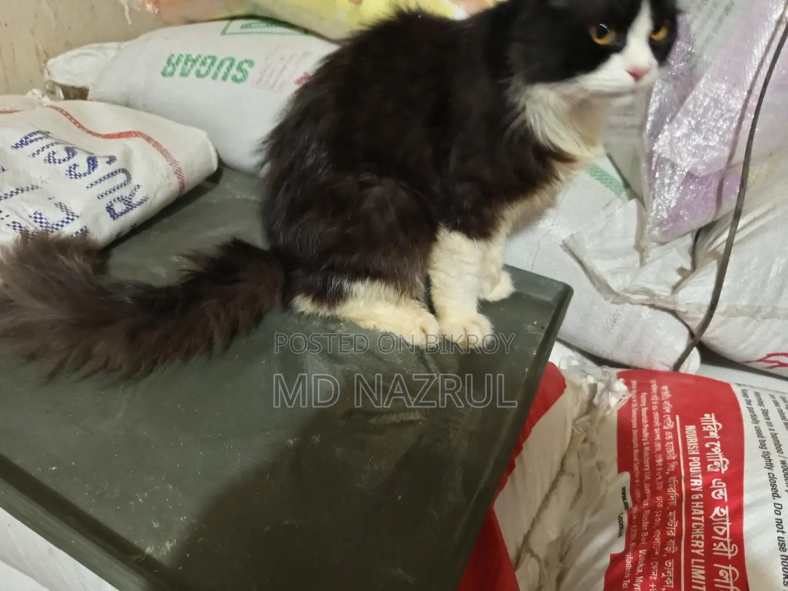 Black White Mixed Persian