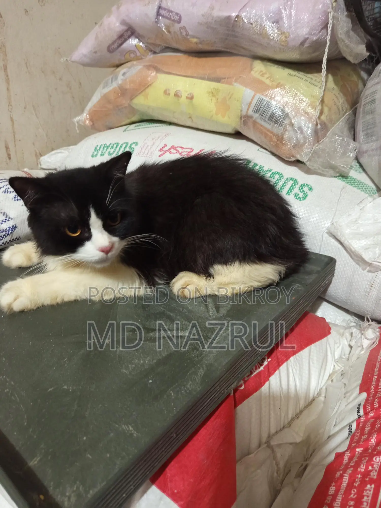 Black White Mixed Persian