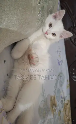 High Quality Mix Breed Male Cat
