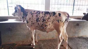 No. 1046 Male Calf.