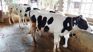 ১০৬৯ নং নিঃসন্ধেহে পোষার জন্য ৪টি বকনা বাছুর কিনুন।