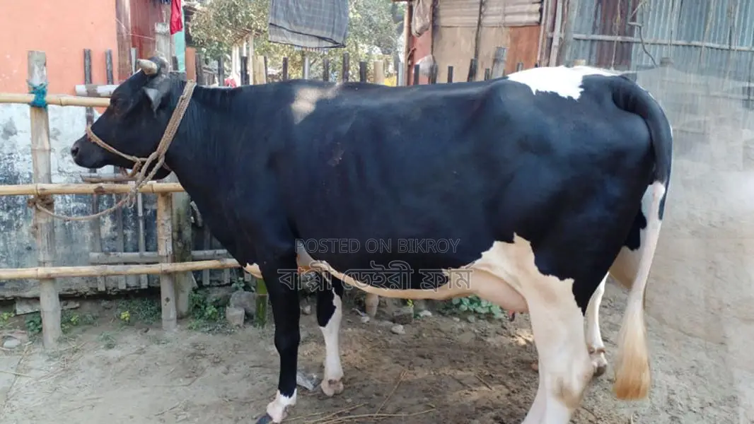 High-Quality Cow for Sale (No. 1070)