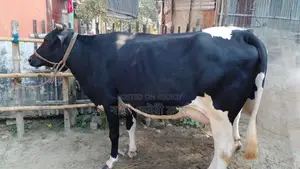 High-Quality Cow for Sale (No. 1070)