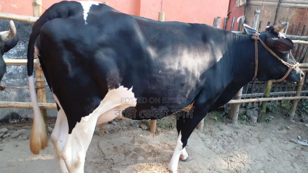 High-Quality Cow for Sale (No. 1070)