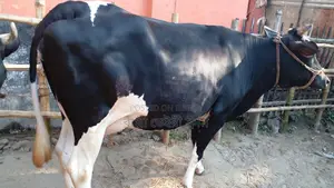 High-Quality Cow for Sale (No. 1070)