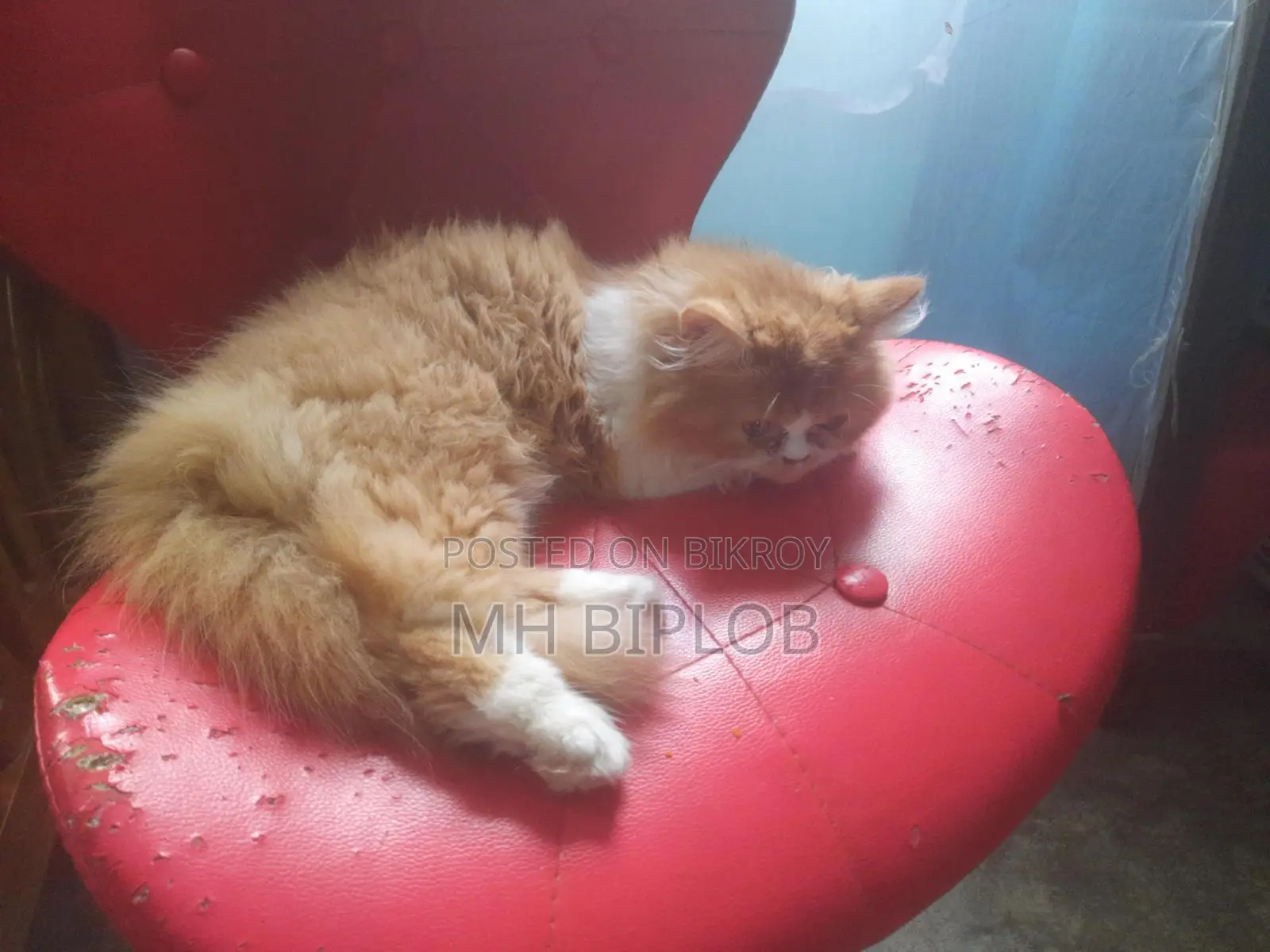 6-12 Months Female Purebred Exotic