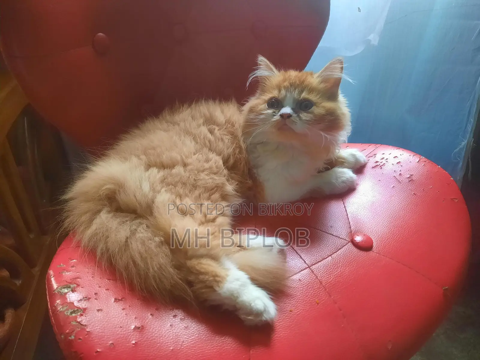 6-12 Months Female Purebred Exotic