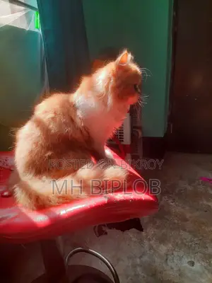 ৬-১২ মাস বয়সী ফিমেল পিওরব্রেড এক্সোটিক