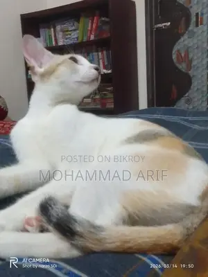 Female Kitten for Adoption