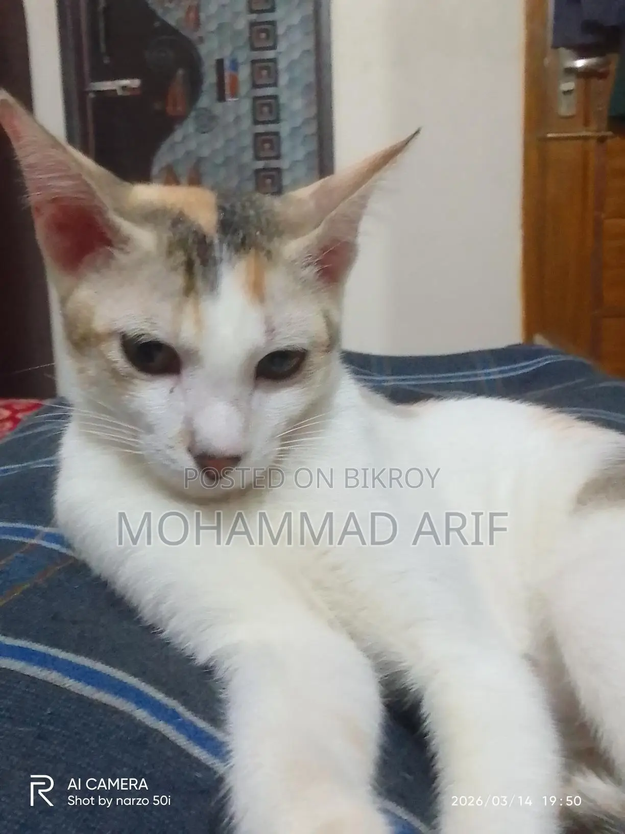 Female Kitten for Adoption