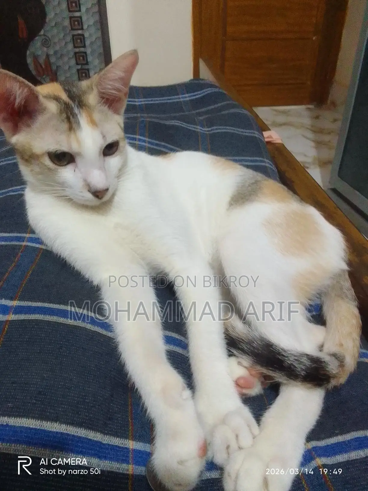 Female Kitten for Adoption