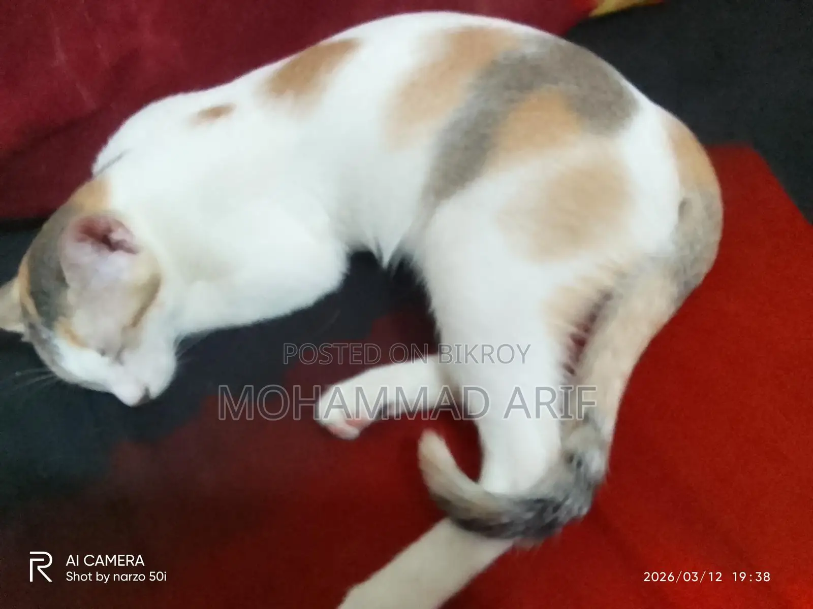 Female Kitten for Adoption