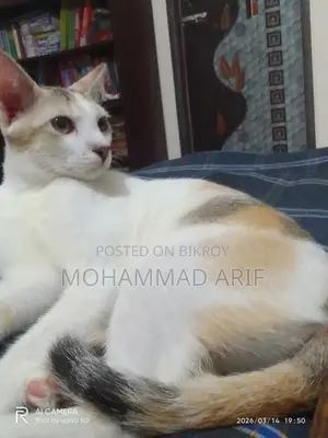 Female Kitten for Adoption