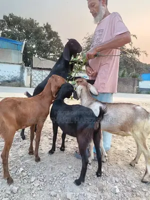 ৫ টি দেশি ছাগল বিক্রি হবে