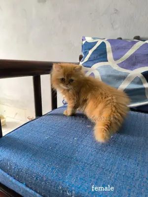 Persian Female Cat