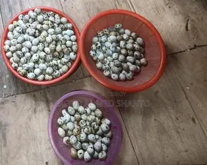 ফাউমি মুরগীর ব্রীজ ডিম