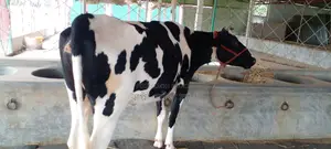 গাভী কিনুন পোষার জন্য ভালো হবে ।(১০৭৩ নং )