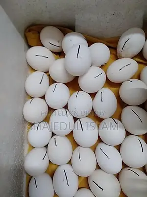 ফাউমি মুরগীর বীজ ডিম