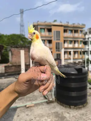 হাফ টেম পাখি ককাটেল লুটিনো বেবি সাইজ( ফিক্সড প্রাইজ)