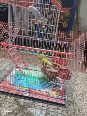 Budgerigar Bird for Sale