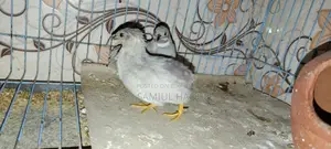 কিং কোয়েল পাখি