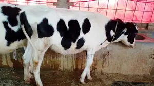 ১০৮৪ নং অল্প দামে বকনা বাছুর কিনুন।