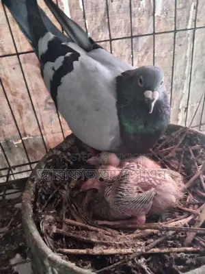 একজোড়া কবুতর বিক্রি হবে ২ টা বাচ্চা সহ