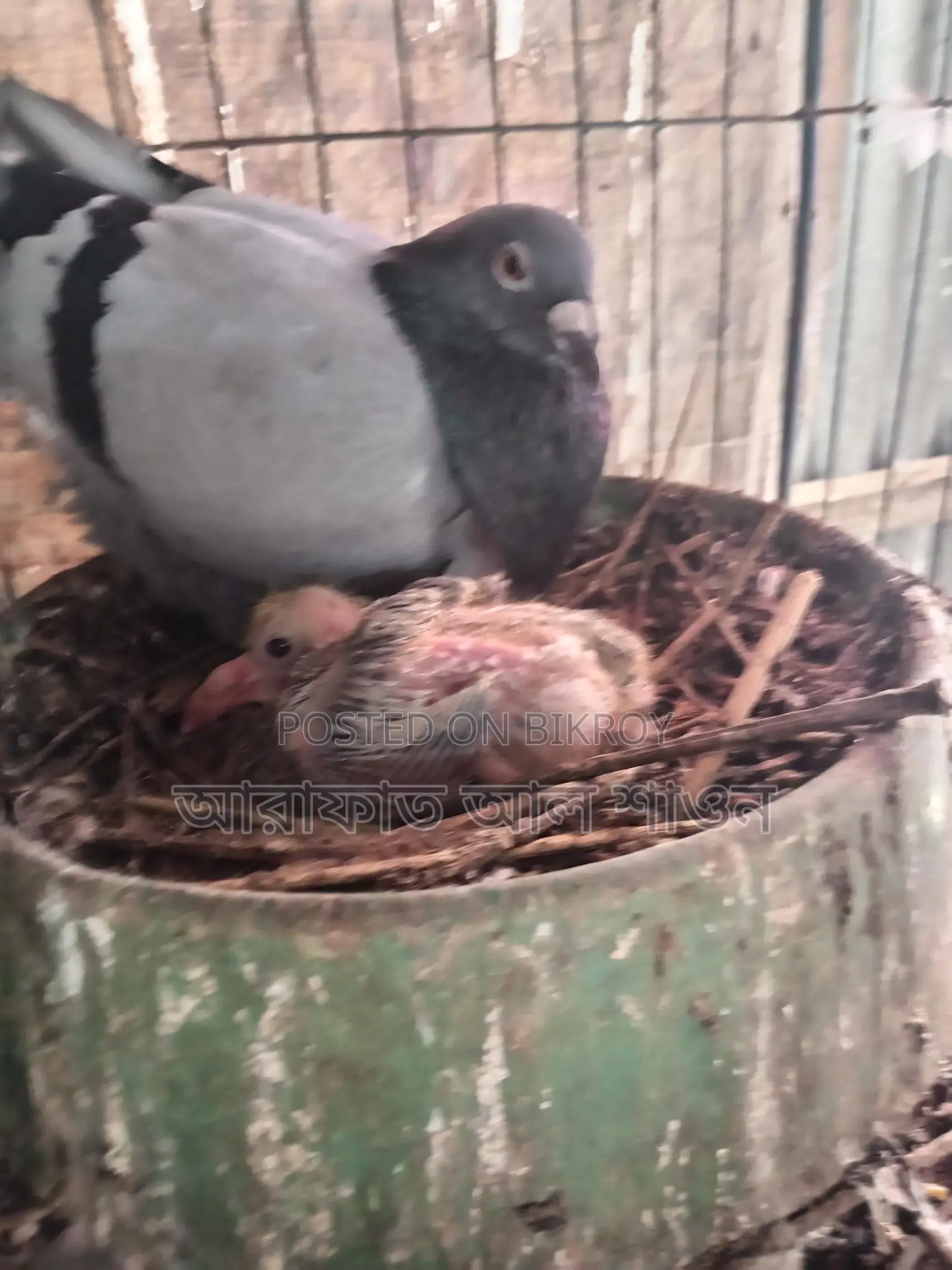 একজোড়া কবুতর বিক্রি হবে ২ টা বাচ্চা সহ