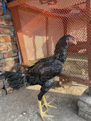 আছিল মোরগ