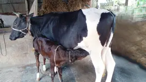 ১০৬৫ নং গাভী উন্নত জাতের ।