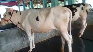 ১০৪৫নং নিঃসন্ধেহে ২টি বকনা কিনুন পোষার জন্য ভালো হবে ।