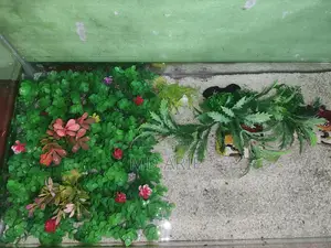 Aquarium/একিউরিয়াম