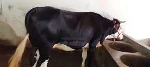 ১০৭৮নং বকনা বিক্রি।