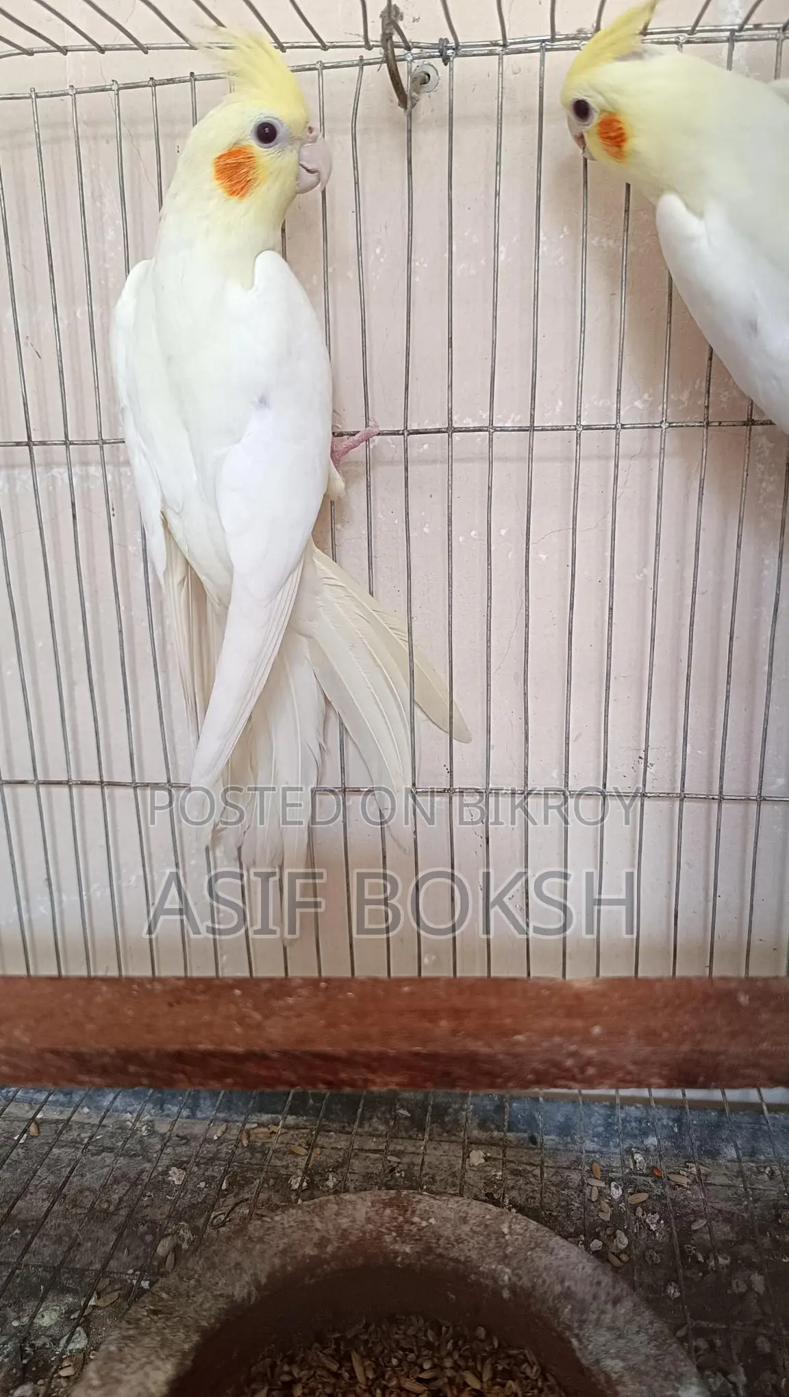 ককাটলে ৩ মাস + বয়স