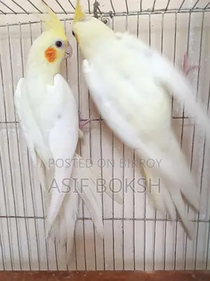 ককাটলে ৩ মাস + বয়স