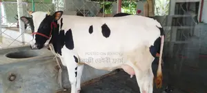 Cow No. 1024 for sale for farming.