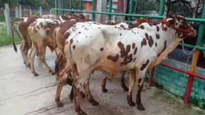 ১০৮২ নং উন্নত জাতের ৬টি এড়ে বাছুর এক লটে বিক্রয় হবে ।