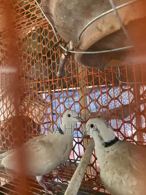 Australian gugu Pakhi