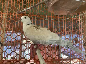 Australian gugu Pakhi