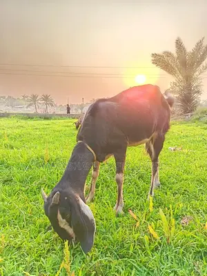 পাচটি দেশি ক্রস ছাগল বিক্রি হবে