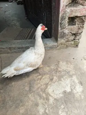 চিনা হাস