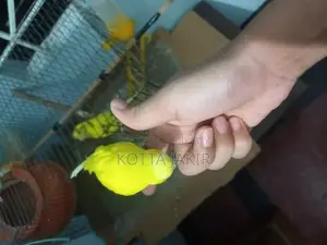 Tame Budgie Bird