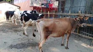 ১০৭৫নং ৬টি গাভী বিক্রয় হবে ।