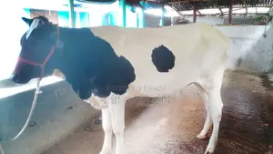 ১০৪১নং রেডি বকনা পোষার জন্য কিনুন ।