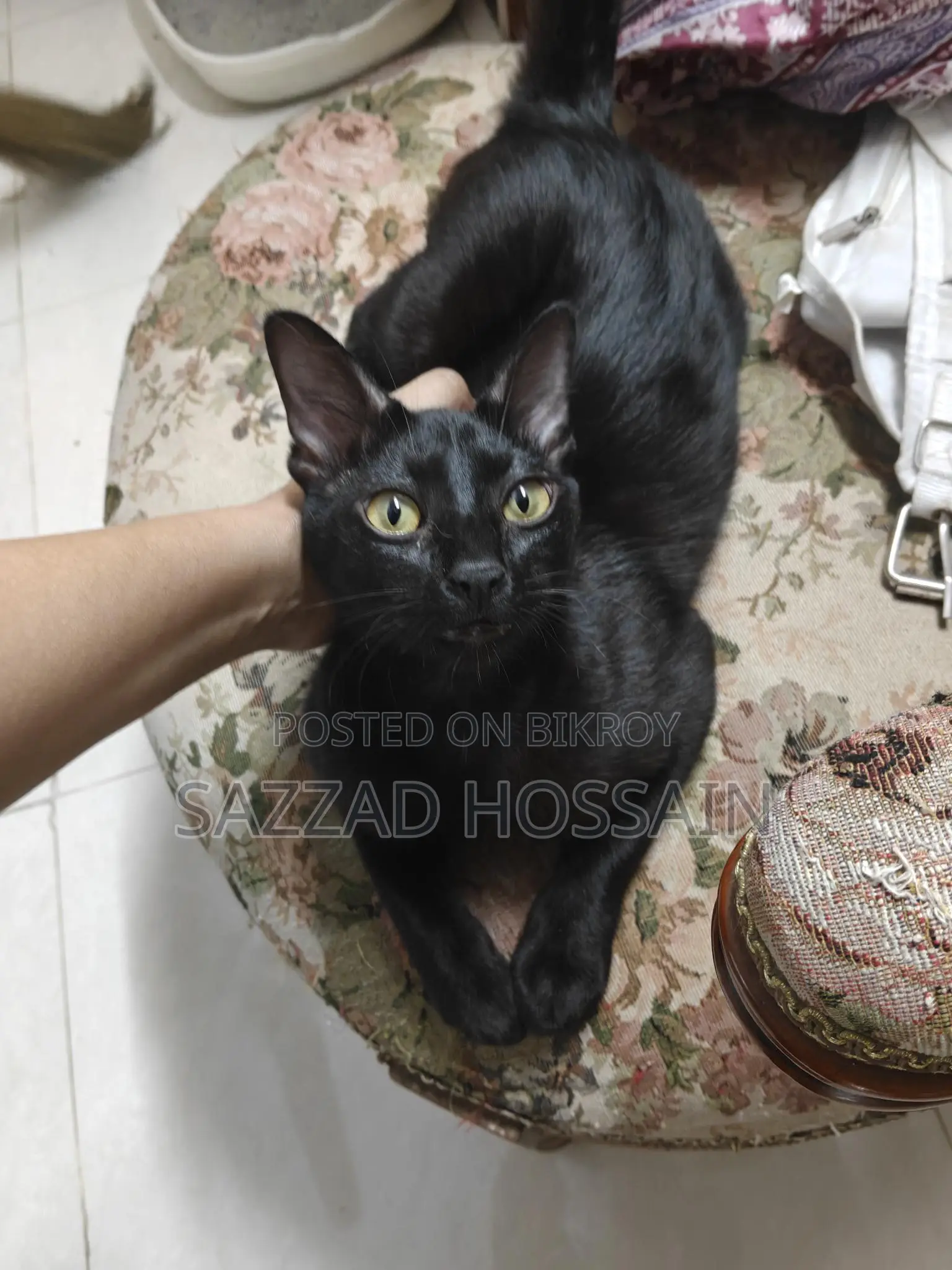 Pure Black Cat