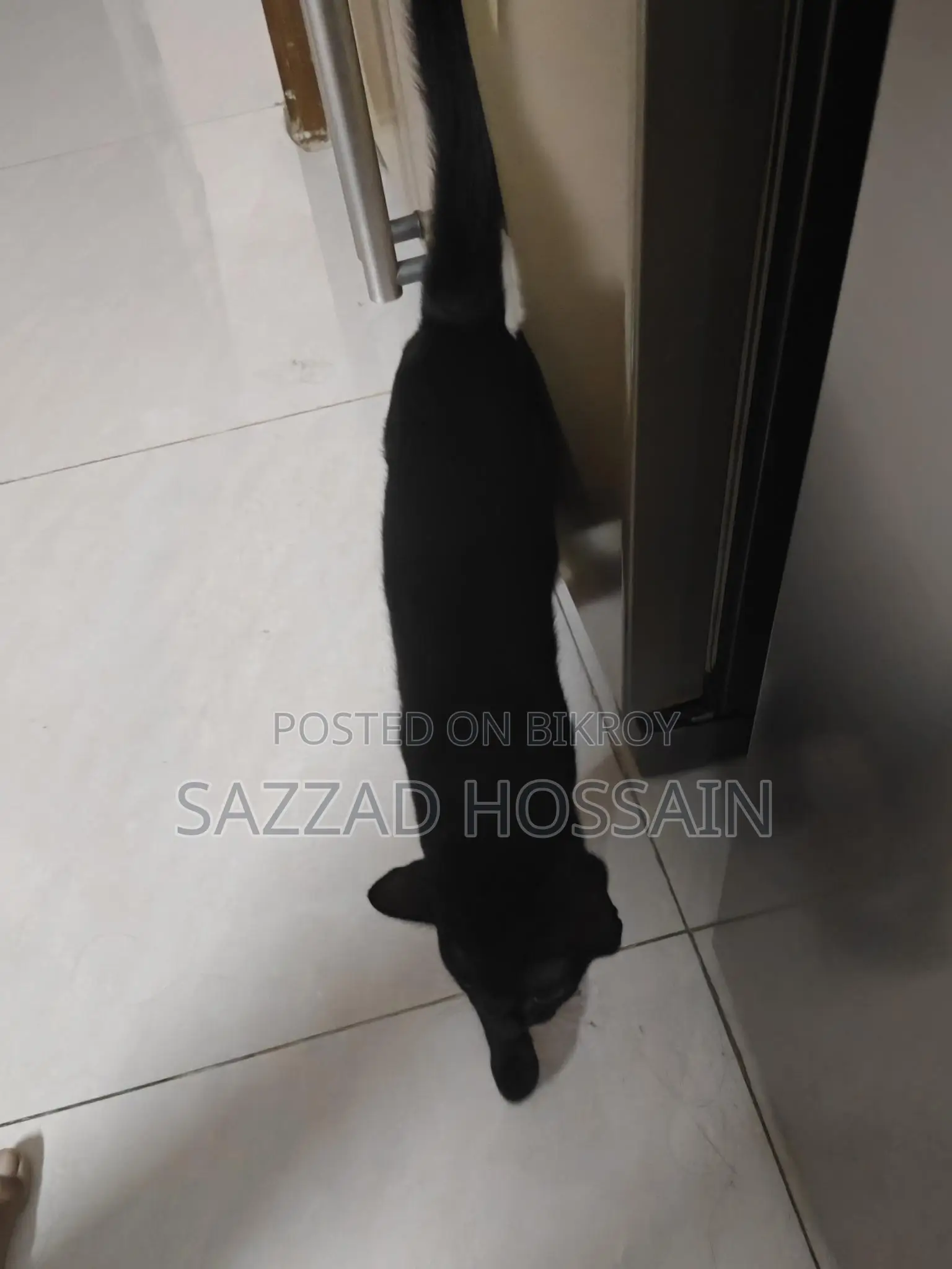 Pure Black Cat