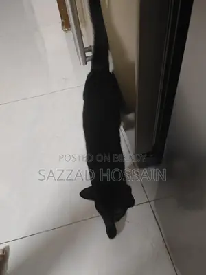 Pure Black Cat