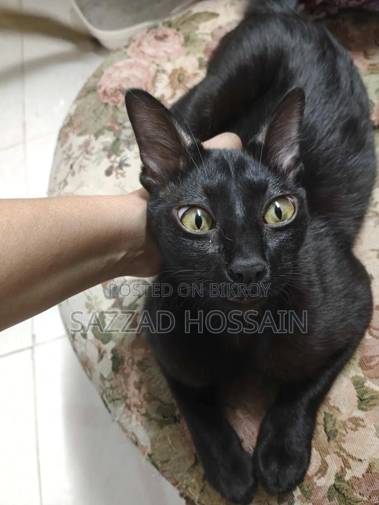 Pure Black Cat