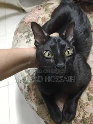 Pure Black Cat